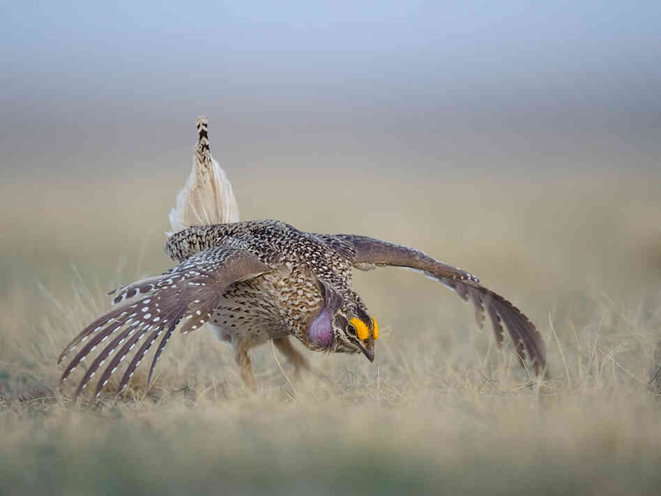 Adult male sharp-tailed grouse displaying at dawn on a lek.