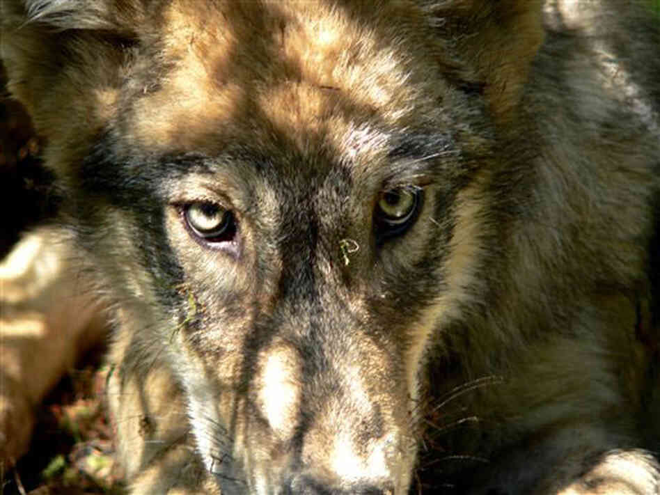 A gray wolf from the Calder Mountain pack along the Montana and Idaho borders, in 2005 A gray wolf from the Calder Mountain pack along the Montana and Idaho borders, in 2005