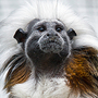 A cotton-top tamarin eats a peanut.