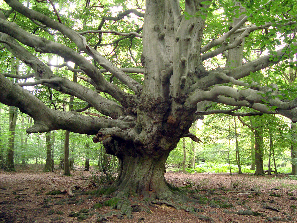 This 400-year-old beech tree at the Ashridge Estate in southeast England is among those being tallied in a tree census. Experts hope the count will offer clues on how to maintain biodiversity in the transition to the next generation of trees.