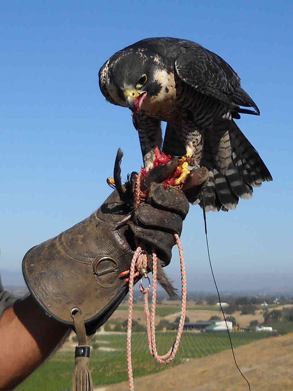 Fonzie, one of Tom Savory's falcons.