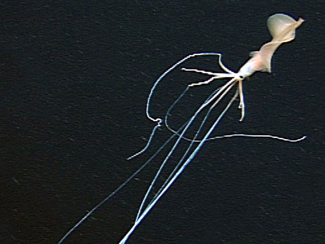 A 17-foot-long deep sea squid swimming off the island of Oahu