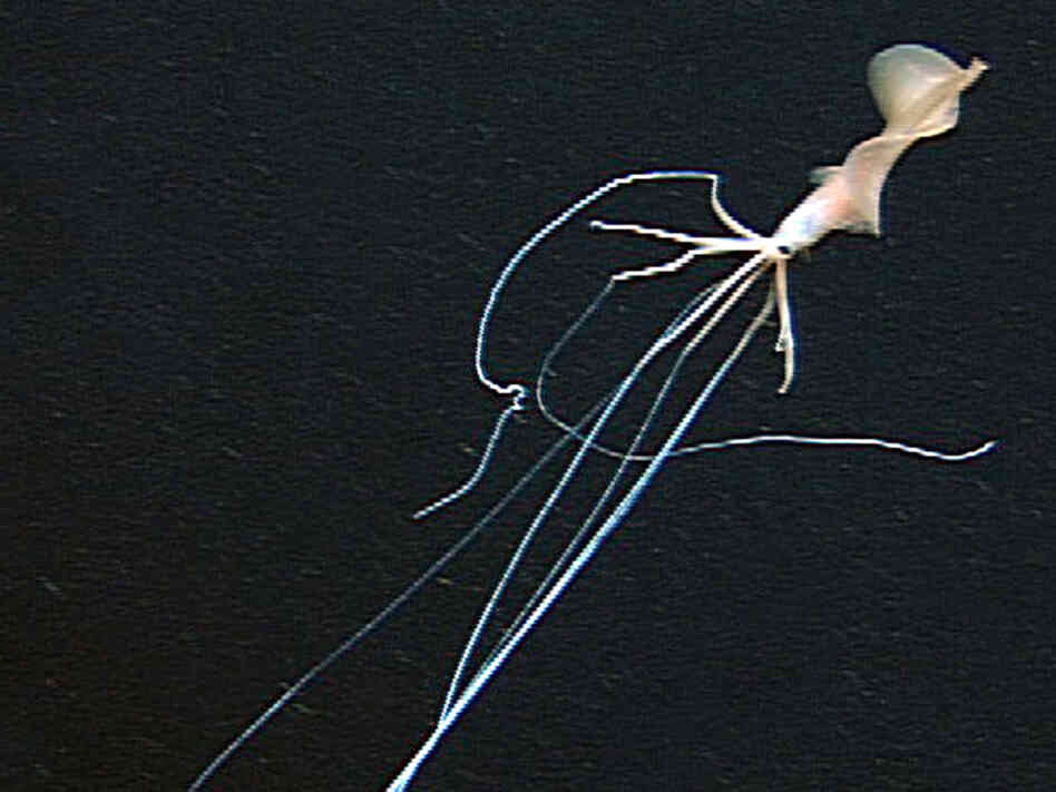 A 17-foot-long deep sea squid swimming off the island of Oahu
