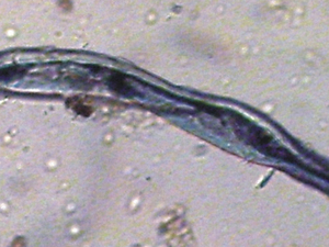 A more than 30,000-year-old dyed flax fiber. A more than 30,000-year-old dyed flax fiber.