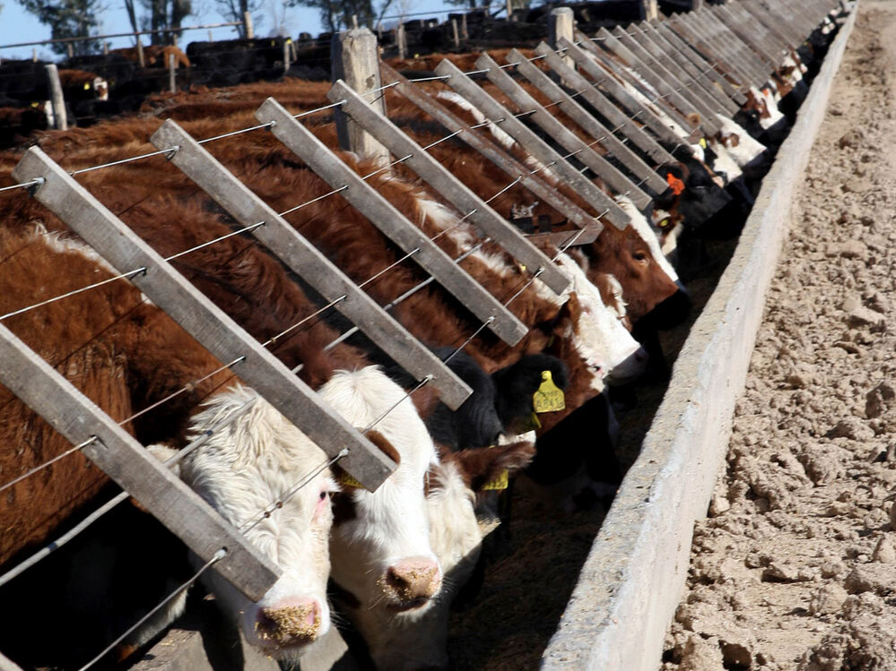 CUSTOM: Cattle at Santa Maria feedlot in Magdalena, Argentina