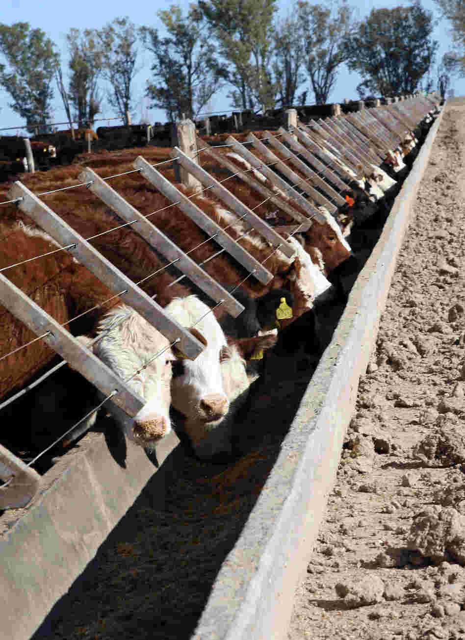 CUSTOM: Cattle at Santa Maria feedlot in Magdalena, Argentina