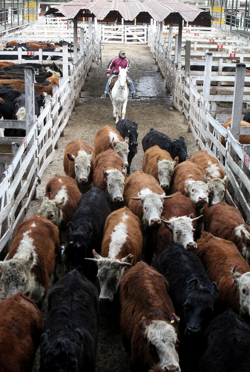 CUSTOM: Liniers cattle market in Buenos Aires