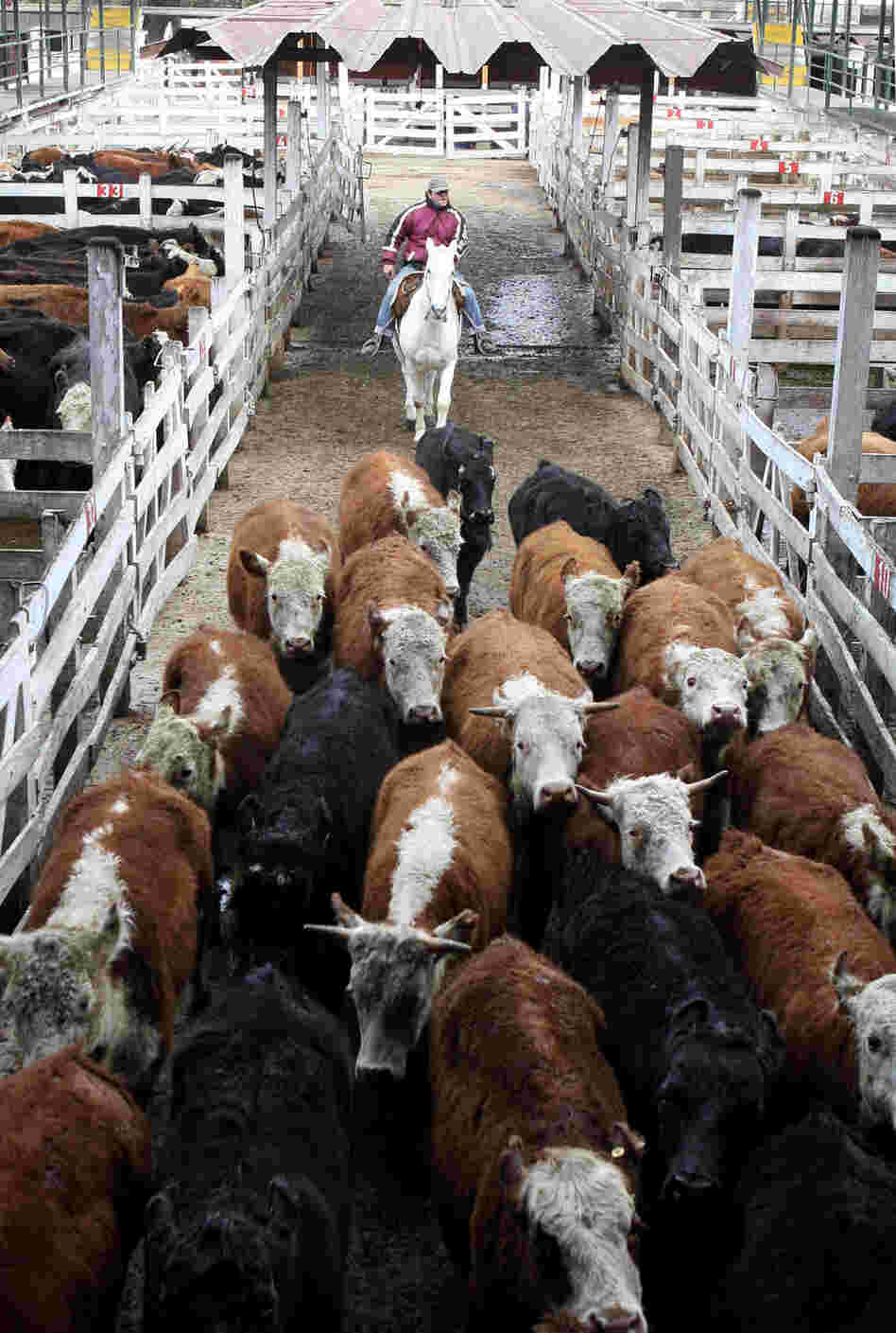 CUSTOM: Liniers cattle market in Buenos Aires
