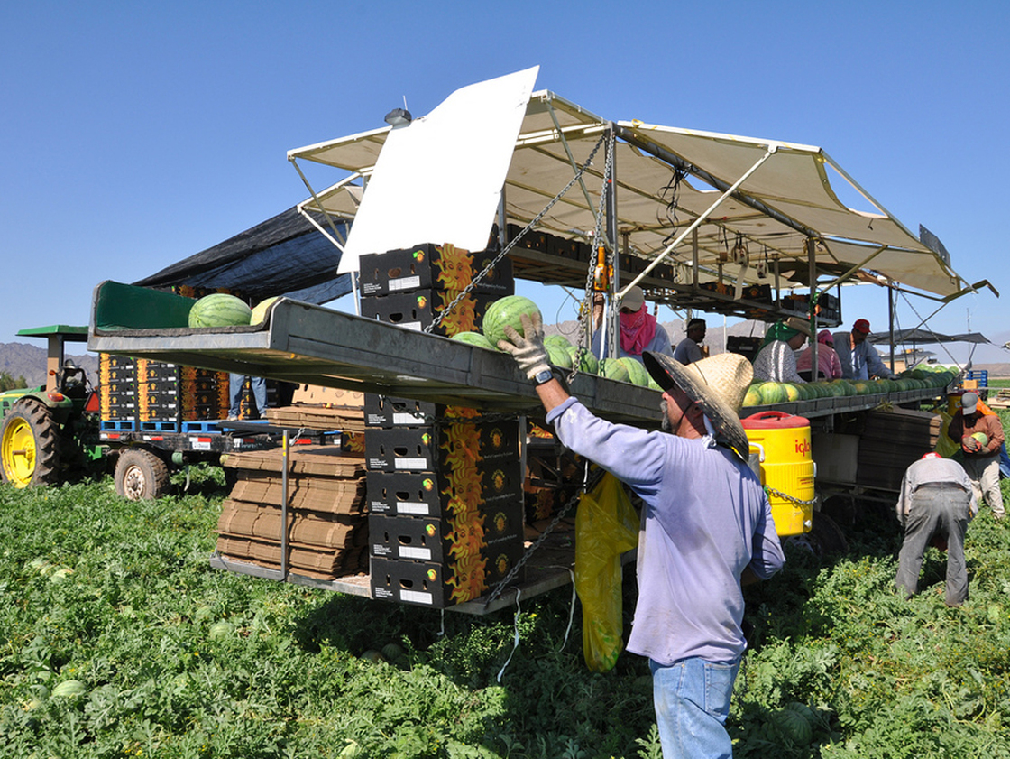 Farm laborers pick watermelons at a field in southern Arizona. Jesse Shapins