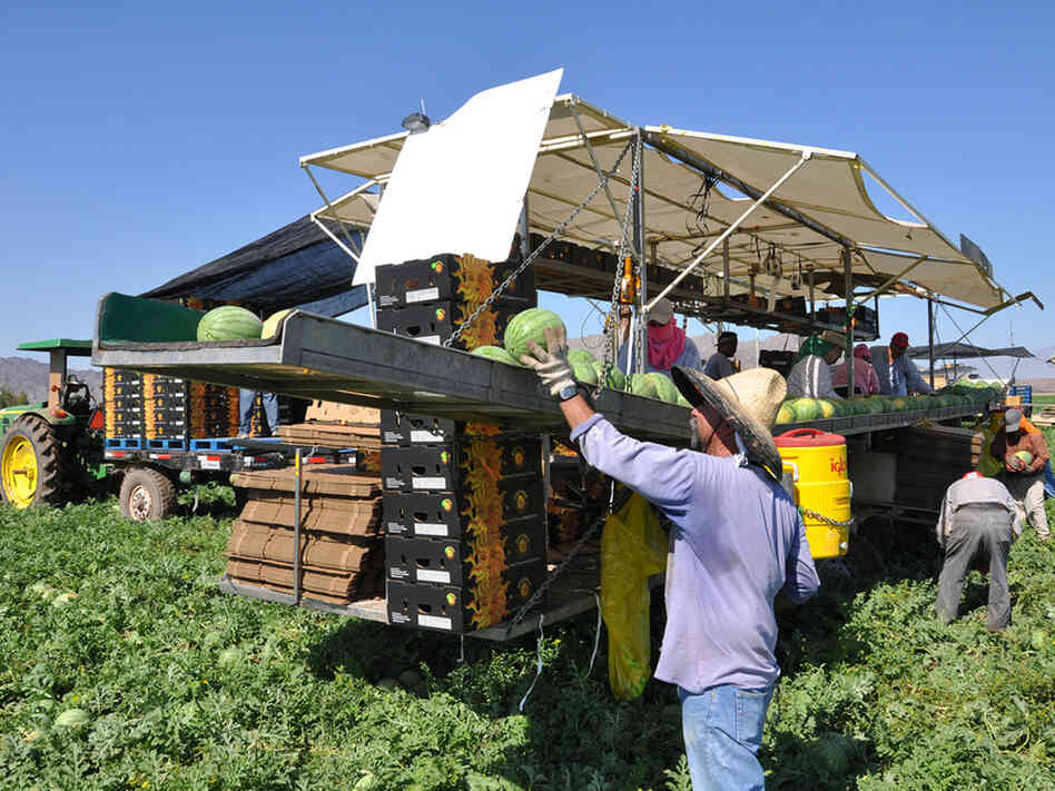 Farm laborers pick watermelons at a field in southern Arizona. Jesse Shapins