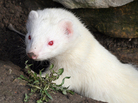 An albino ferret. Of course. iStockphoto.com An albino ferret. Of course. iStockphoto.com