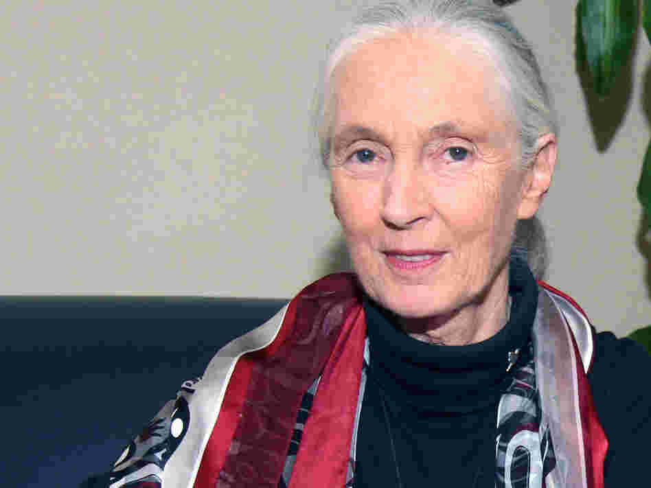 Jane Goodall