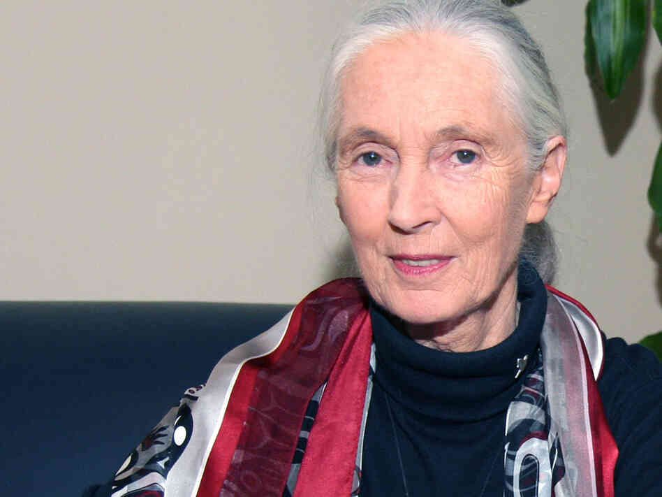 Jane Goodall