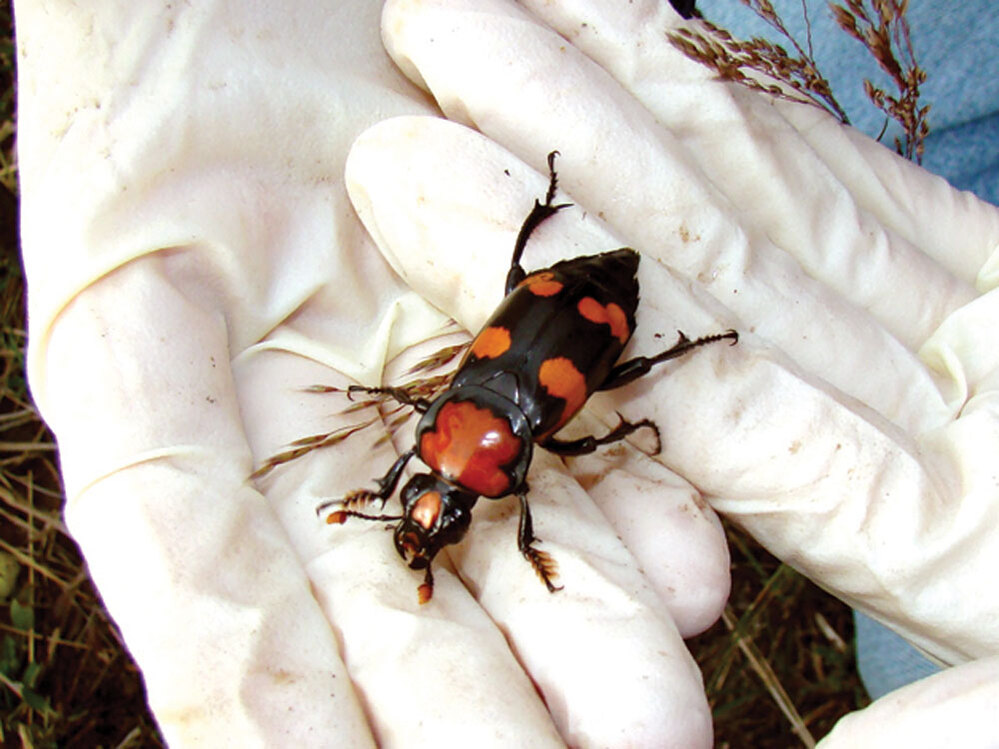 Burying Beetle. Roger Williams Park Zoo