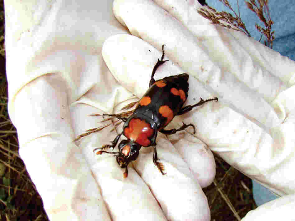Burying Beetle. Roger Williams Park Zoo