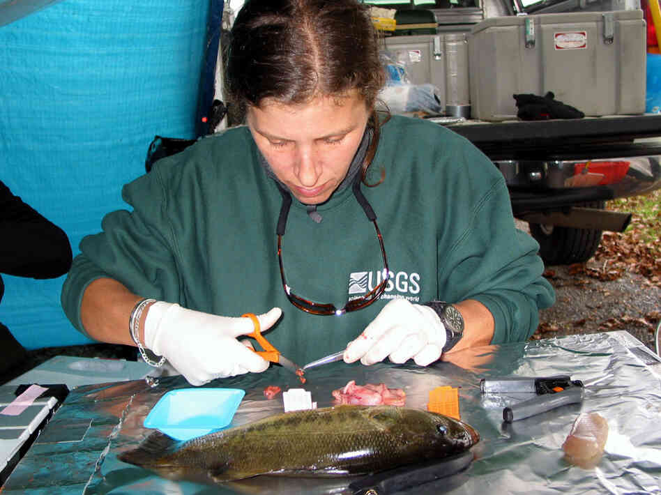 A USGS researcher examines bass for abnormalities.