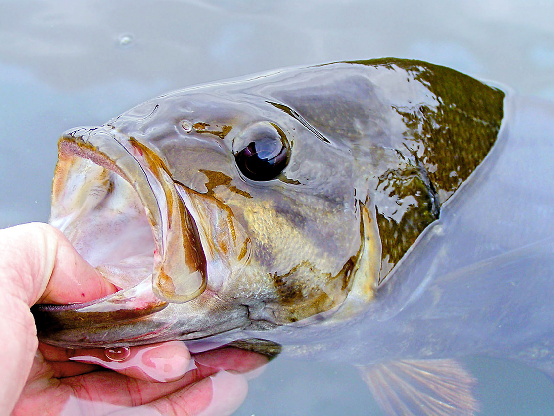 A smallmouth bass caught on a lake near Ely, Minn.