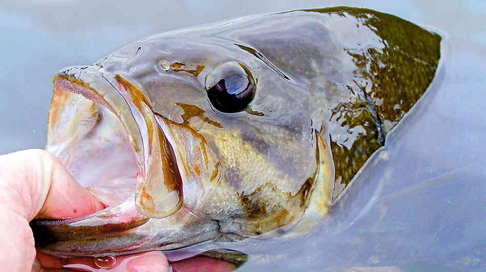 A smallmouth bass caught on a lake near Ely, Minn.