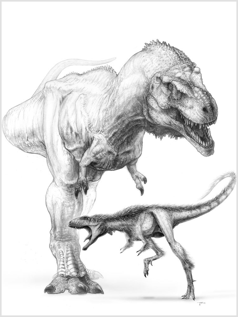 Illustration of Raptorex and the much larger Tyrannosaurs Rex.