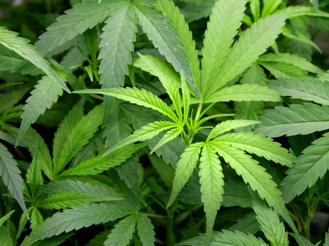 Marijuana leaves