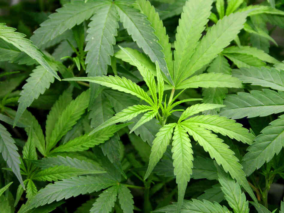 Marijuana leaves