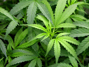 Marijuana leaves Marijuana leaves