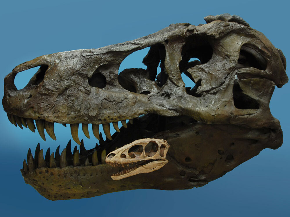 The skulls of Raptorex and Tyrannosaurs Rex