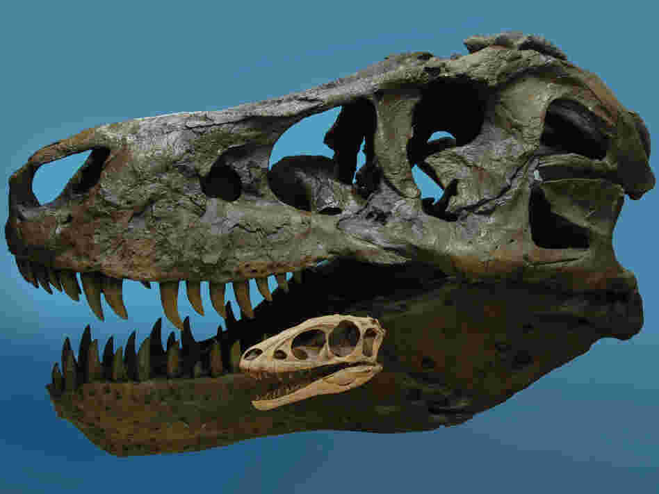 The skulls of Raptorex and Tyrannosaurs Rex