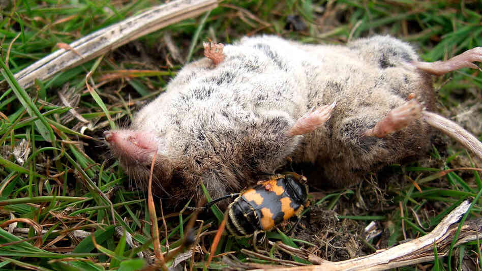 (Wide) A sexton beetle buries a recently deceased shrew. (Wide) A sexton beetle buries a recently deceased shrew.