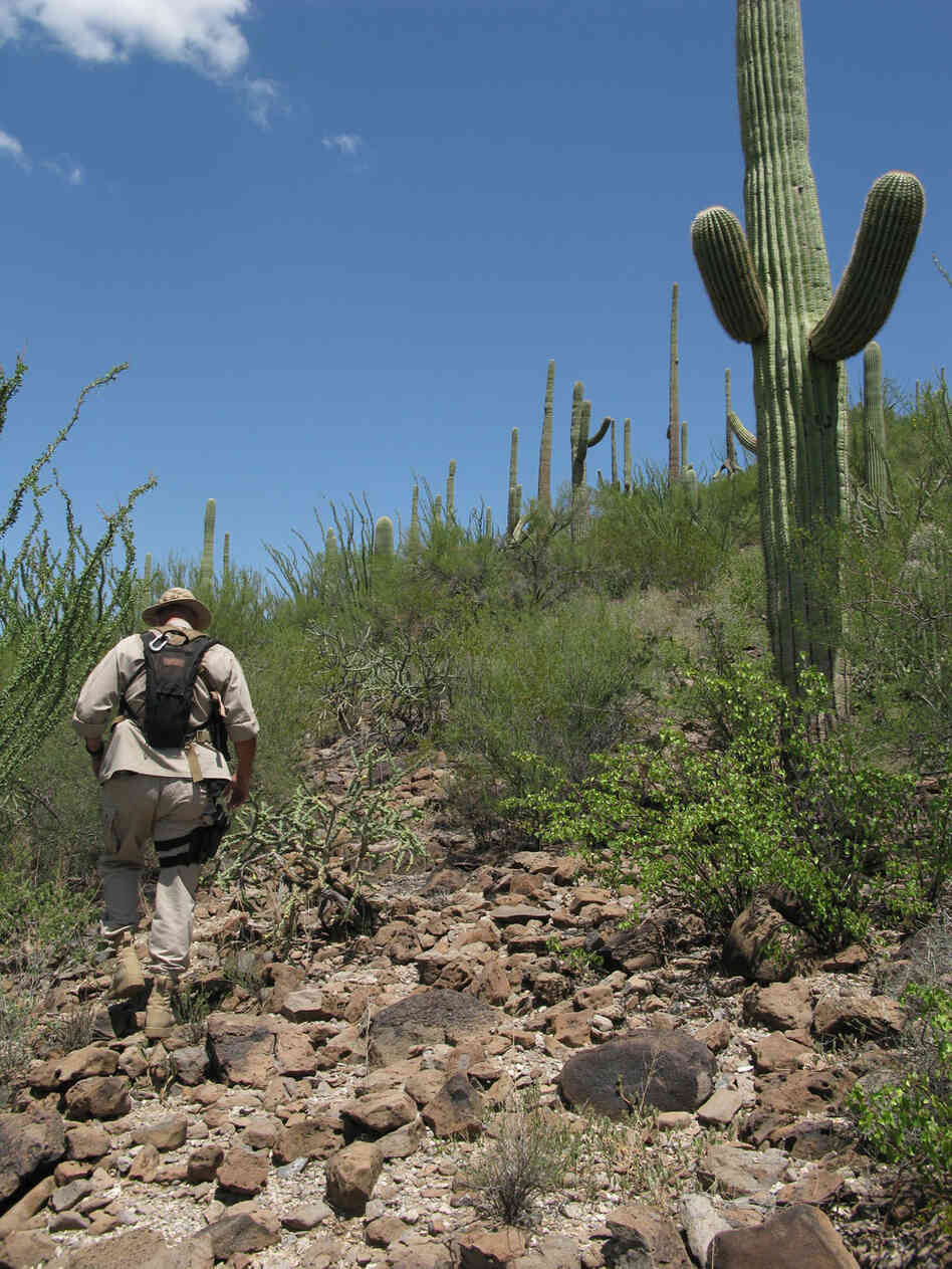 Border Patrol Search, Trauma and Rescue Agent Paul Dubois hiking in the Sonoran Desert