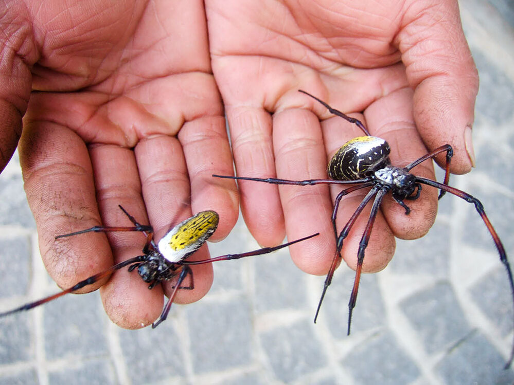 Golden orb spiders