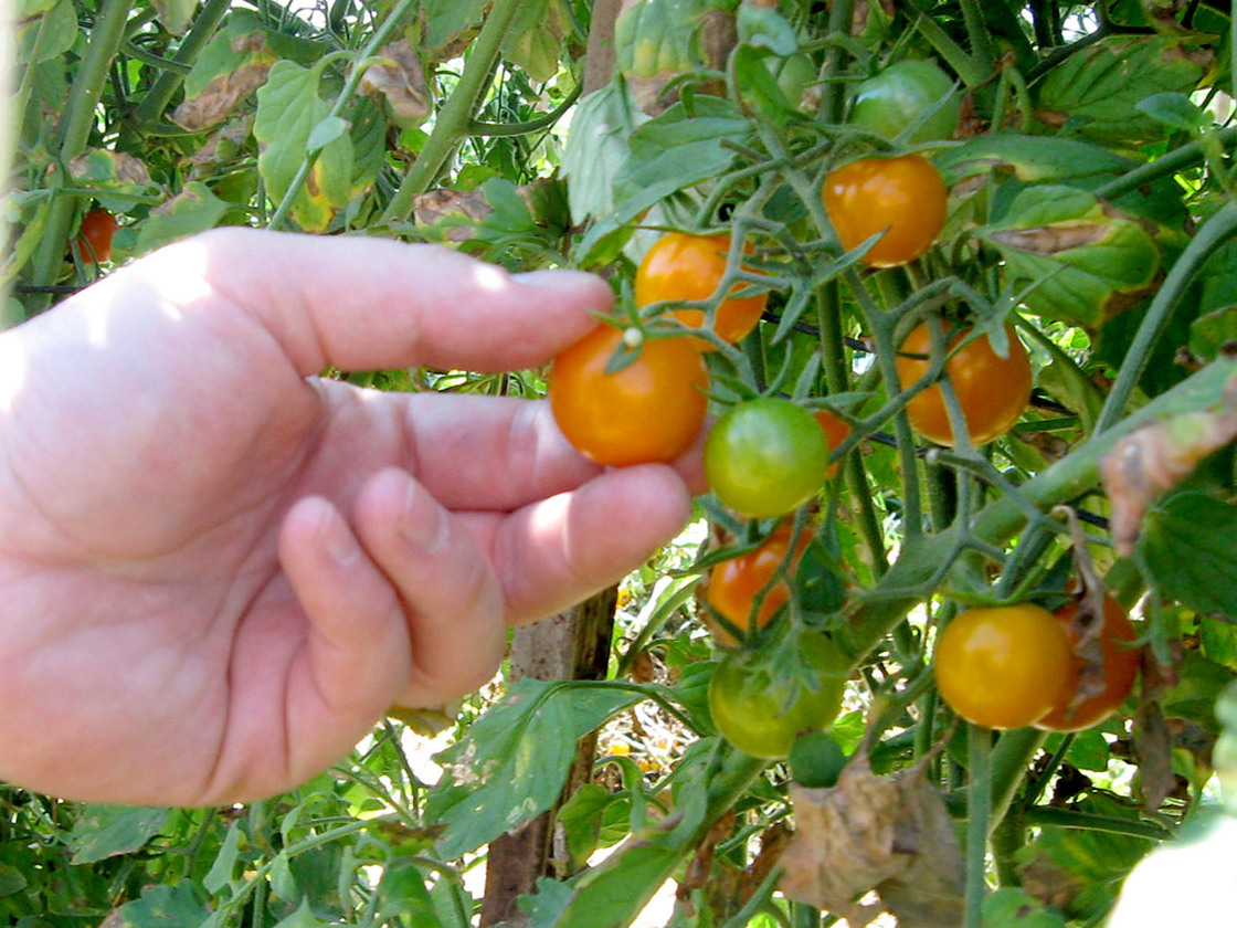 These Sun Gold tomatoes can be on restaurant plates in San Francisco in less than 24 hours.