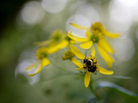 A bee on a flower on Plummers Island. A bee on a flower on Plummers Island.