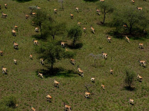 Boma's antelope migration is believed to be second in size only to the wildebeests of the Serengeti. Here, a group of Eland antelope.