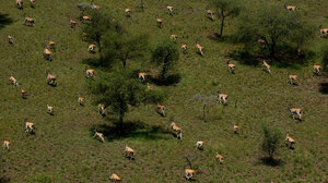 Boma's antelope migration is believed to be second in size only to the wildebeests of the Serengeti. Here, a group of Eland antelope.