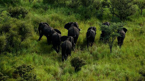 To the surprise of researchers, wildlife remains plentiful in southern Sudan's Boma National Park, despite a long civil war, which ended in 2005. Here, a herd of elephants move through a grassland in the park.