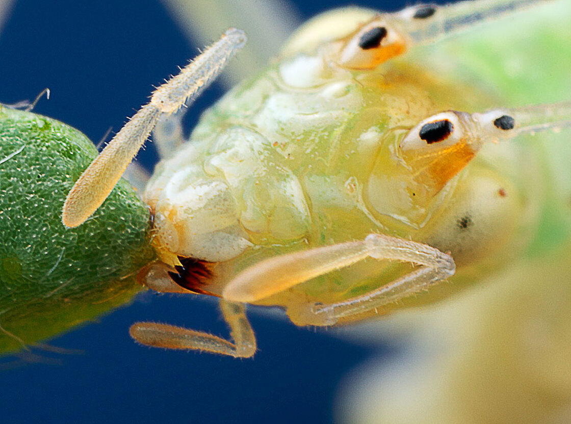 Snowy tree cricket feeds on leaf from a mountain dalea plant.