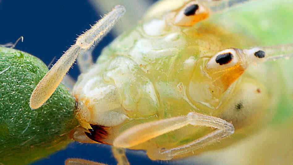Snowy tree cricket feeds on leaf from a mountain dalea plant.