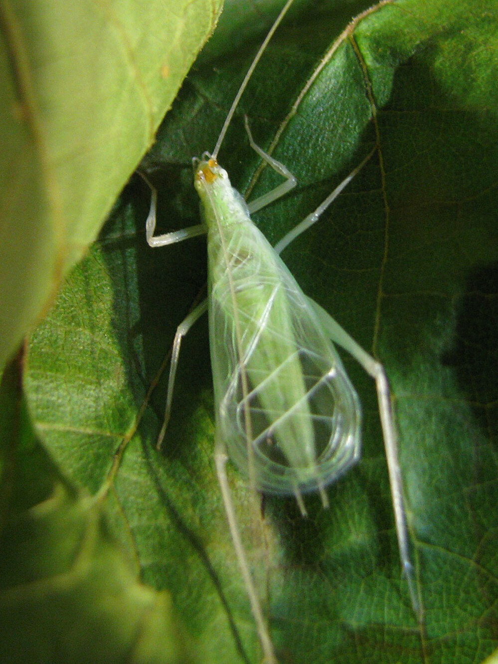 A male snowy tree cricket on a leaf.