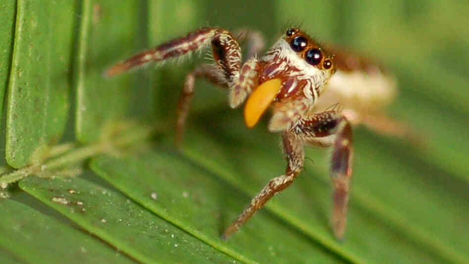 The Bagheera kiplingi crawls on a leaf. The Bagheera kiplingi crawls on a leaf.