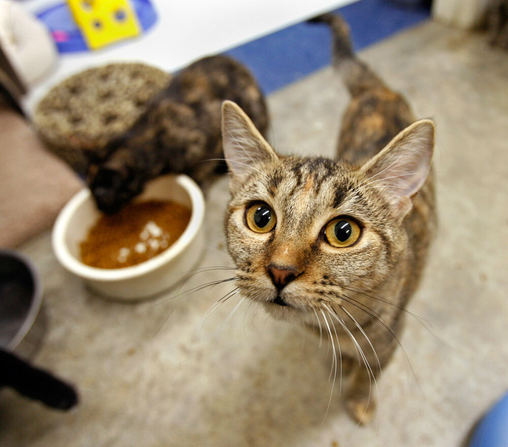 Cats Hope and Striker at the Animal League in Richmond, Va.