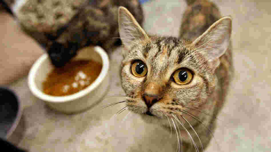 Cats Hope and Striker at the Animal League in Richmond, Va.