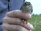Golden-crowned kinglet Golden-crowned kinglet