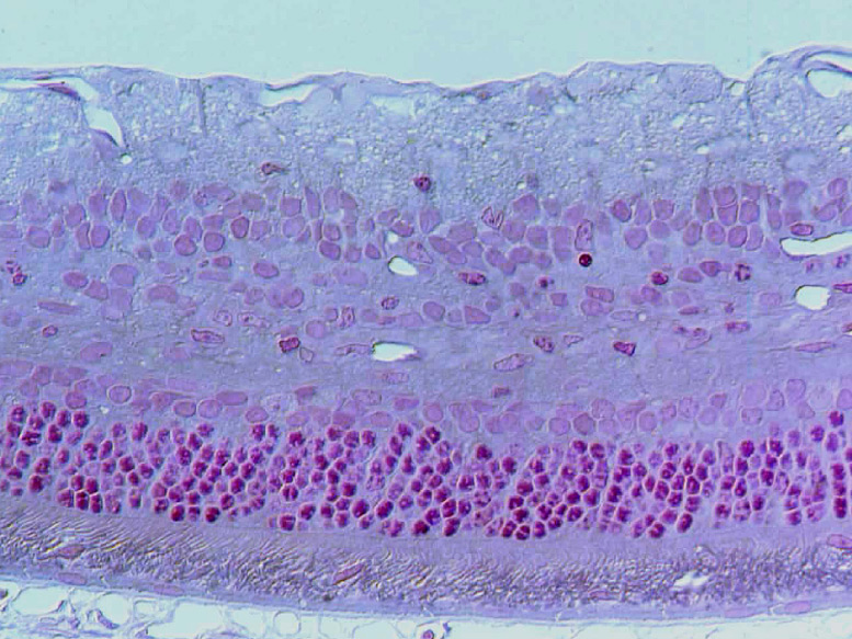 A slide of repaired retina cells.