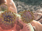 New viruses emerge from an infected human throat cell. New viruses emerge from an infected human throat cell.