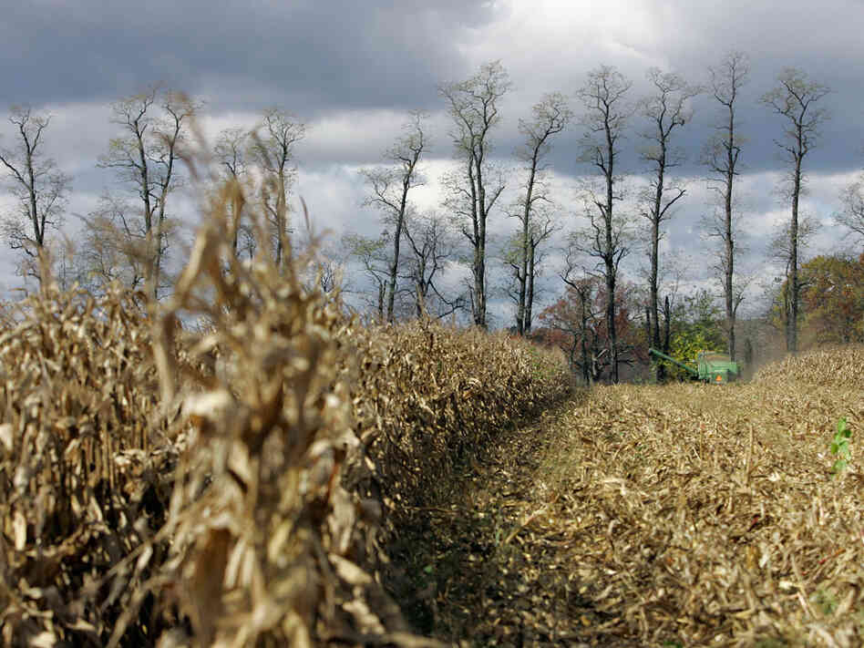 A farmer harvests corn on a farm near in Spring Mills, Pa.