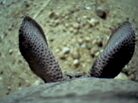 Armadillo Armadillo