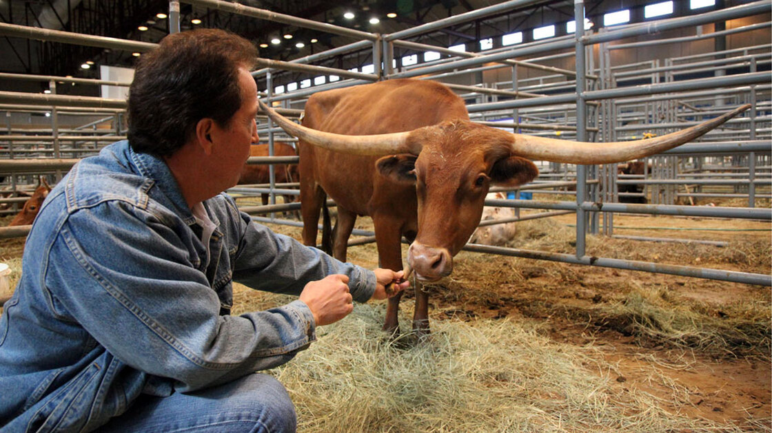 Mike Crawford feeds a snack to his award-winning cow, Cherry Jubilee.