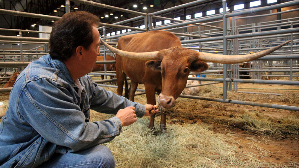 Mike Crawford feeds a snack to his award-winning cow, Cherry Jubilee.