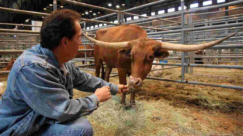 Mike Crawford feeds a snack to his award-winning cow, Cherry Jubilee.